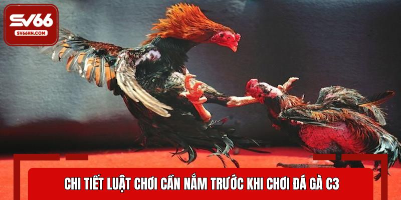 Chi tiết luật chơi cần nắm trước khi chơi đá gà C3