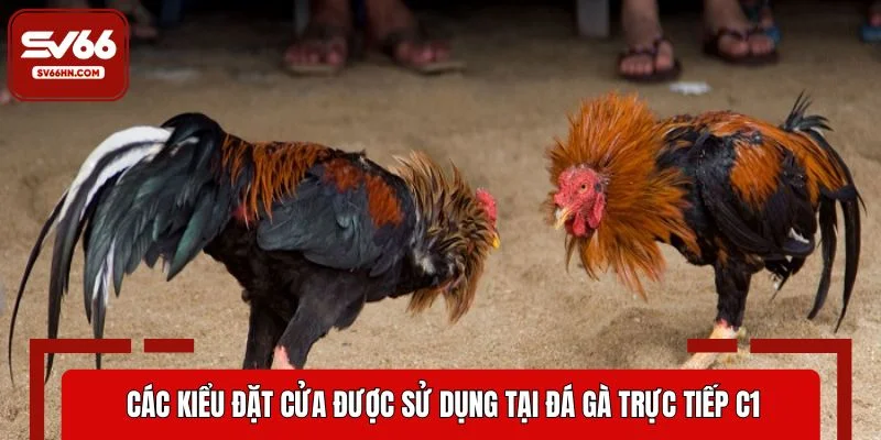 Các kiểu đặt cửa được sử dụng tại đá gà trực tiếp C1