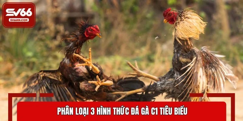 Phân loại 3 hình thức đá gà C1 tiêu biểu
